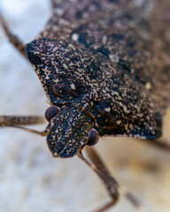 Macro Closeup of Brown Shield Bug Insect