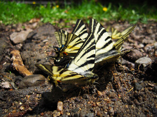 A group of yellow and black butterflies perform their dance on the ground. Iphiclides podalirius or Scarce swallowtail