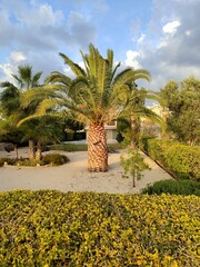 Palm tree in landscaped Mediterranean garden at golden hour, tropical backyard design with lush greenery