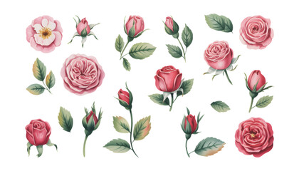 Original Hand-Painted Watercolor Pink Rose and Bud Collection.