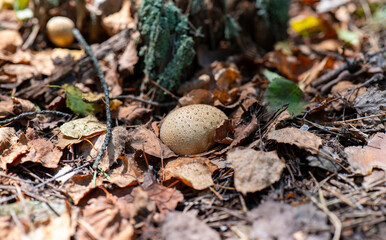 Brown mushroom growing among dry autumn leaves and pine needles on forest ground. Macro shot of woodland floor with natural textures. Autumn nature and forest ecosystem concept for design and print.