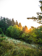 A forest on a mountainside. The treetops are bathed in the orange light of the dawn sun.