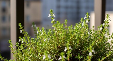 Close-up of flowering herb plant