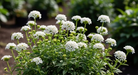 Clusters of white flowers on green stems