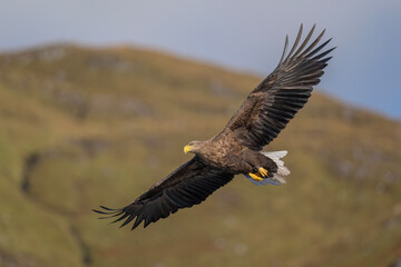 Obraz premium White tailed eagle flying, close up