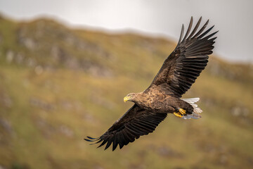 White tailed eagle flying, close up