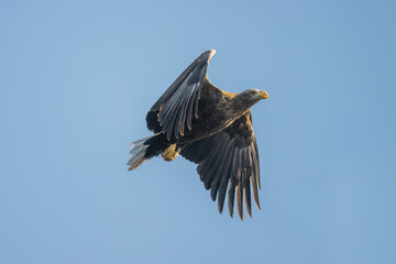 White tailed eagle flying with the sky in the background, close up