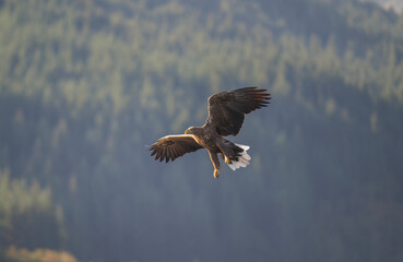 White tailed eagle flying, close up