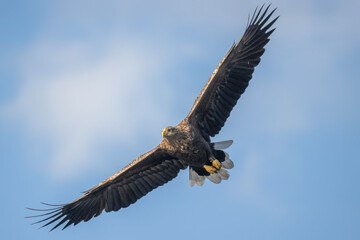 Obraz premium White tailed eagle flying with the sky in the background, close up
