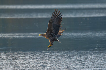 White tailed eagle catching fish from the water in loch Shiel