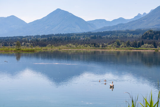 A majestic swan family swims on the Drau river, offering breathtaking view of the Matschacher Gupf peak and the Karawanken range, their reflections mirrored in tranquil water on sunny Carinthian day