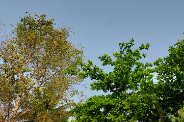 Fototapeta premium green tree against blue sky background, nature photography, natural wallpaper 