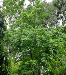 green forest in the morning, trees in the woods, green tree against blue sky background, nature photography, natural wallpaper 