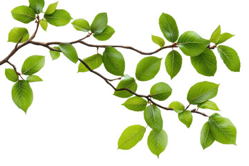Fototapeta premium Close up view of a vibrant green tree branch showcasing healthy leaves and intricate details in a natural setting during daylight hours