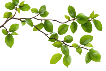 Close up view of a vibrant green tree branch showcasing healthy leaves and intricate details in a natural setting during daylight hours