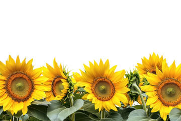 Obraz premium Vibrant sunflowers form a beautiful border showcasing nature's colorful display during a sunny day in a garden setting