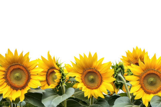 Vibrant sunflowers form a beautiful border showcasing nature's colorful display during a sunny day in a garden setting