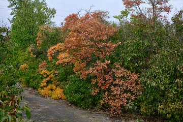 beautiful trees in the forest
