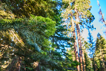 Evergreen Needles and Towering Sequoias in Sunlit Forest California Nature
