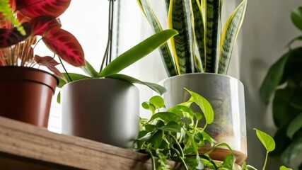 Various potted plants on a wooden shelf inside near a bright window