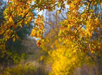 closeup red dry oak tree branch in the autumn forest