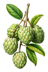 Fototapeta premium Highly Detailed Illustration of Sugar Apples Growing on a Branch with Leaves