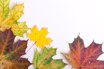 Colorful autumn maple leaves laid on a white paper background