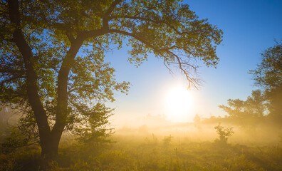 forest glade in dense mist in light of rising sun, early morning outdoor landscape