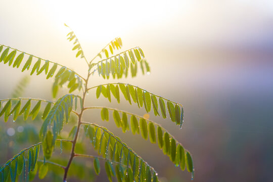 forest glade in dense mist in light of rising sun, early morning outdoor landscape - Powered by Adobe