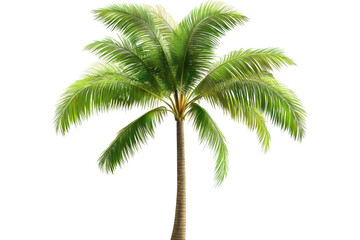 Fototapeta premium Vibrant palm tree standing tall in an open space with bright green fronds revealing a tropical paradise ambiance perfect for relaxation