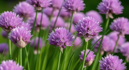 Fototapeta premium Close-up of vibrant purple flowers, surrounded by green foliage