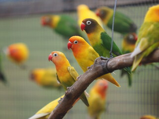 Obraz premium Lovebirds