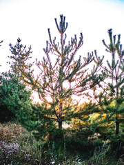 The rays of the sun at dawn break through young pine trees against the backdrop of the forest.
