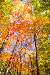 autumn trees in the park
