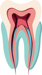 Detailed cross-section illustration of a human tooth showing enamel, dentin, pulp, and root structure, ideal for dental anatomy and educational materials.