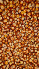 fresh hazelnuts in shells, sorted and in the bag