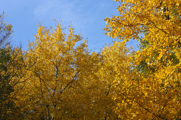Autumn background. Trees with yellow leaves against the sky.