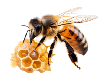 Diligent bee harvesting pollen to create honey in a vibrant garden during a sunny afternoon