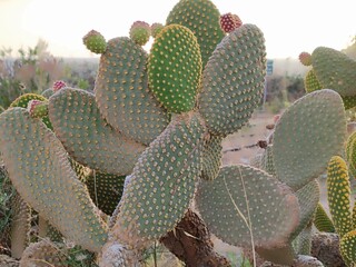 Close-up of prickly pear cactus with ripe fruit buds in natural sunlight, macro desert plant texture, Mediterranean flora
