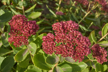 Fototapeta premium Stonecrop prominent blooms in the garden, a close-up of a blooming inflorescence. Stonecrop prominent (lat. Hylotelephium spectabile) is a perennial herbaceous plant, succulent.
