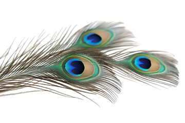 Obraz premium Beautiful and vibrant peacock feathers displayed on a white background, showcasing intricate patterns and rich colors during bright daylight