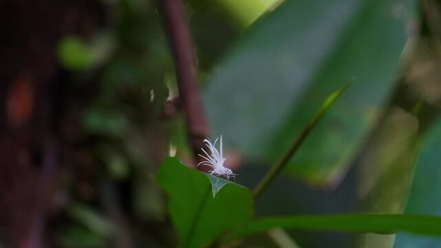 Planthopper nymph in Borneo
