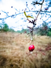 A raindrop hangs from a berry against the backdrop of an autumn forest. Humidity, dampness, depression.