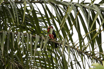 Bearded barbet, Pogonornis dubius, in a palm tree