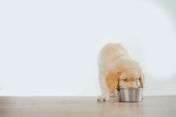 A golden retriever puppy eating from a bowl on a white background. Animal food advertisement. Dog food.