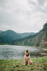 A golden Retriever puppy walks in summer against the backdrop of a river and mountains