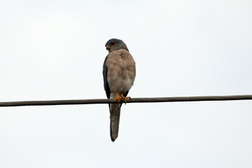 African goshawk, Aerospiza tachiro, on a power line