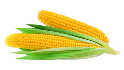 Fresh ripe corn with green leaves. Harvest Vegetables. Organic natural food