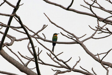 Swallow-tailed bee-eater, Merops hirundineus, in a dry tree