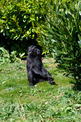 Photo of a Sulewesi crested macaque (macaca nigra) in a zoo